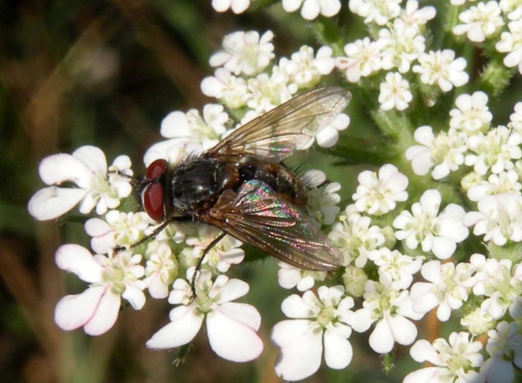 Muscidae o Tachinidae?   Tachinidae: Stomina sp.